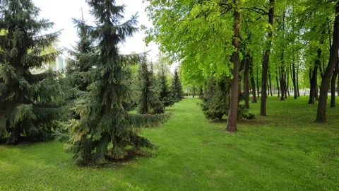 Green forest with coniferous and deciduous trees 스톡 동영상 196486366