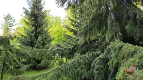 Green forest with coniferous and deciduous trees Stock Footage 197373881
