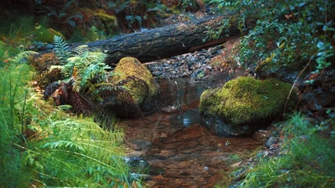 Green forest creek with fallen log on a rainy day Stock Footage 223581482
