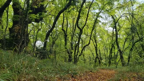Green Forest with Curved Trees Stock Footage 319887989