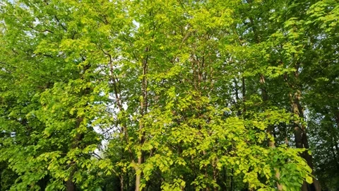 Green forest with deciduous trees. The crowns of tall trees in the soft sunlight Stockbeeldmateriaal 197487320