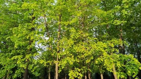 Green forest with deciduous trees. A magical forest in a beautiful city park Stock Footage 198047616