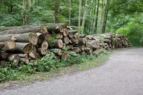 Green forest with deciduous trees Stock Photos