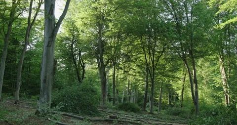 Green forest deforestation with cut trees Stockbeeldmateriaal 339065940