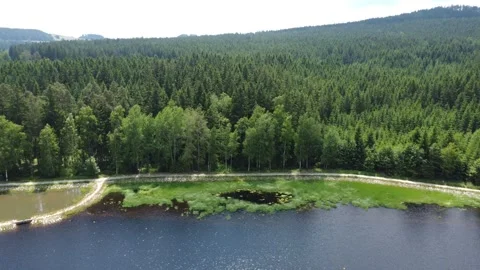Green forest with dense conifer trees at Milovsky Pond in Protected landscape Stock Footage 246642666