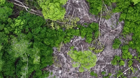 Green forest with a dirt path in the middle Stock Footage 332200194