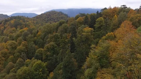 Green forest drone shooting fly,Turkey Stock Footage 108584974