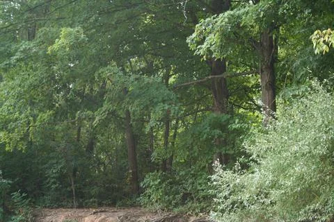 Green Forest with Dropoff Фото