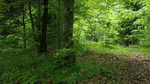 Green forest during a calm summer day. Camera panning to the right Stock Footage 194898199