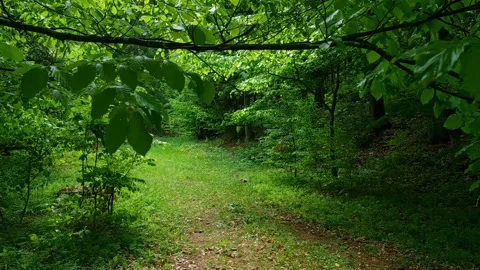 Green forest during a summer day. Camera moves to the left Stock Footage 194898186