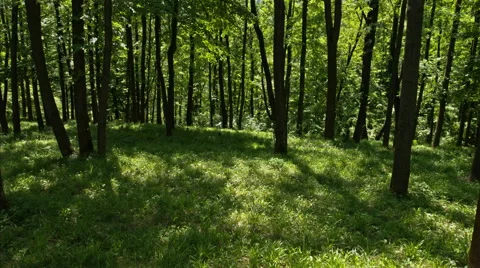 Green Forest in an Early Spring - ProRess 422 HQ Stock Footage 50368112