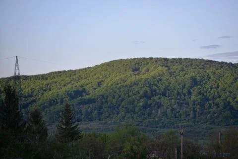 Green forest in early spring at sunset Foto stock