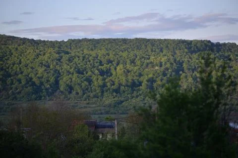 Green forest in early spring at sunset Stock Photos