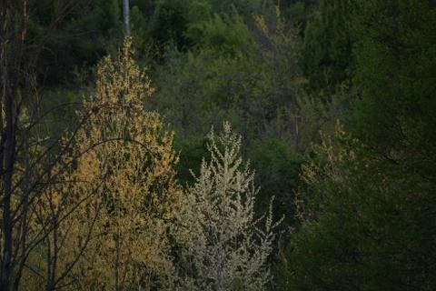 Green forest in early spring at sunset Stock-Fotos