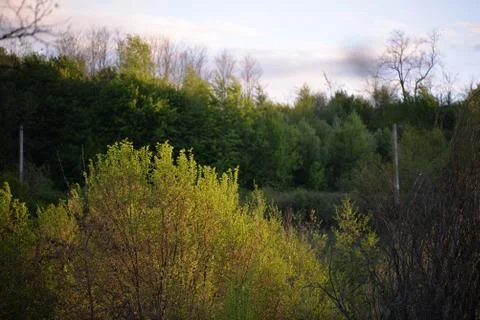 Green forest in early spring at sunset Stock Photos