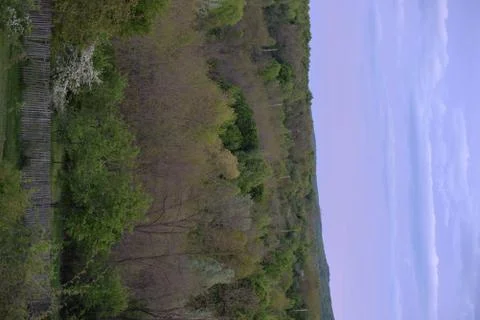 Green forest in early spring at sunset Stock Photos