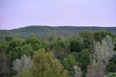 Green forest in early spring at sunset Stock Photos