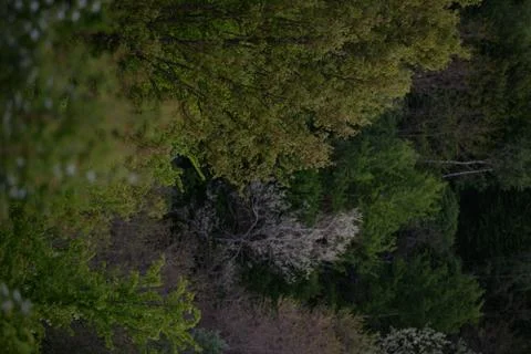 Green forest in early spring at sunset Stock Photos