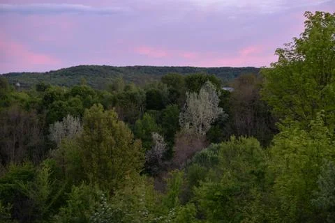 Green forest in early spring at sunset Foto stock