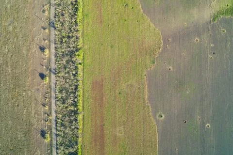 Green forest edge bordering a grassy meadow in summer sunlight Aerial View Stock Photos