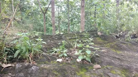 Green Forest Environment Stock Footage 329558213