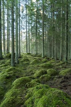 Green forest environment Stock Photos