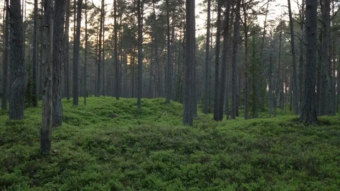 Green forest in the evening 動画素材 98712869