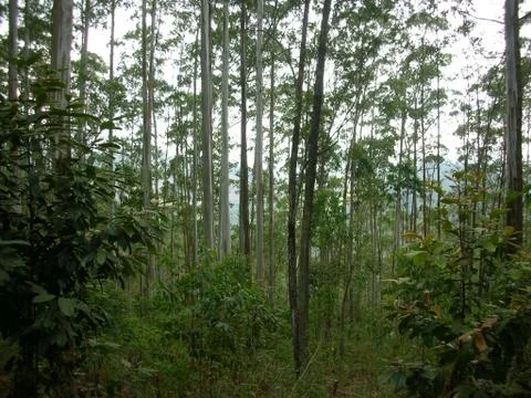 Green forest in the evening Photos