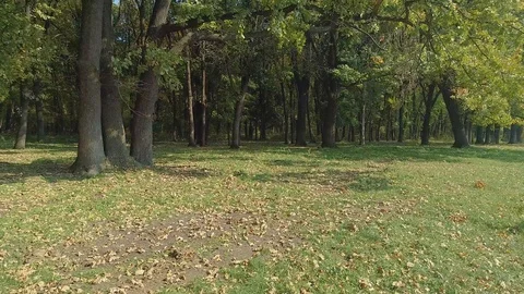 A green forest filmed from the inside. Stock Footage 113566631