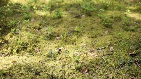 Green forest floor moss background rack selective focus sunny day shallow depth  Stock Footage 89905478