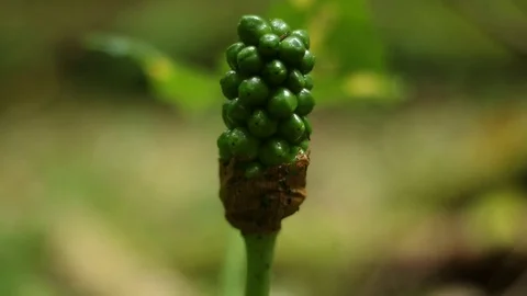 Green Forest Flower Stock Footage 77344853