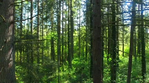 Green forest fly through, Oregon Stock Footage 64833427