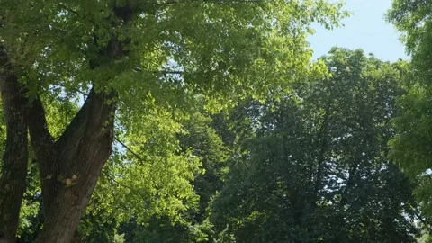 Green forest foliage, flying poplar fluff. Summer tree branches Stock Footage 220117643