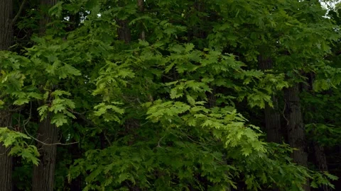Green Forest Foliage Stock Footage 244362290