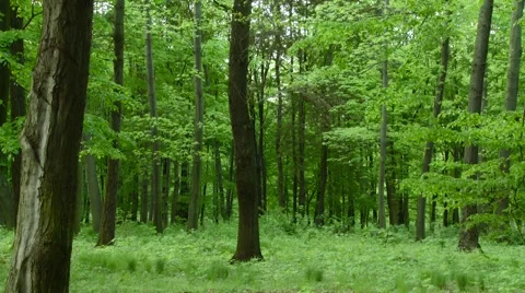 Green forest Stockbeeldmateriaal 891011