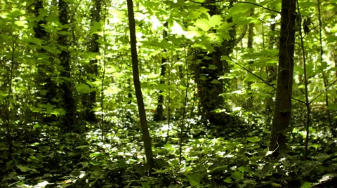 Green Forest Stock Footage 39826684