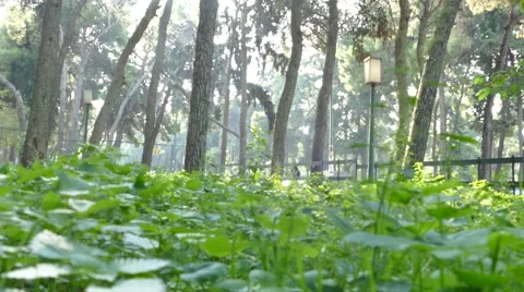 Green forest Video stock 43457544