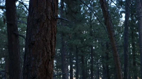 Green forest Stock Footage 48483762