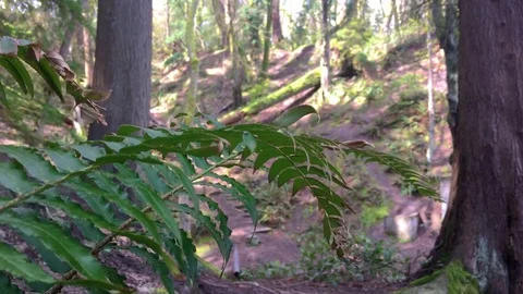 Green Forest Stock Footage 75211342