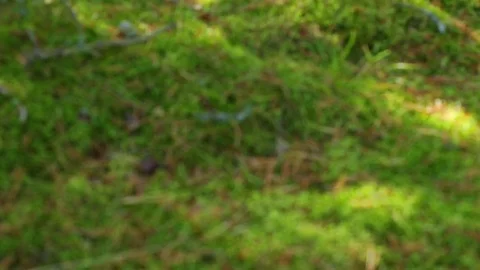 Green Forest Stock Footage 81491417