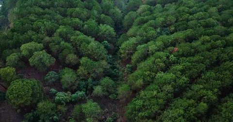 Green forest Stock Footage 88233752