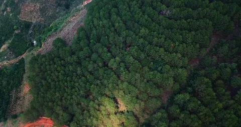 Green forest Stock Footage 88234211