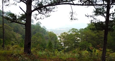 Green forest Stock Footage 88235132