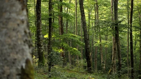 Green forest Video stock 88679727
