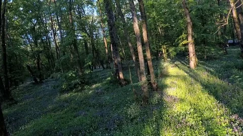 Green forest Vídeos de archivo 89639718