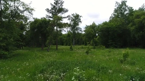 Green forest Stock Footage 91621206