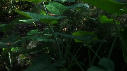 Green forest 動画素材 93811734