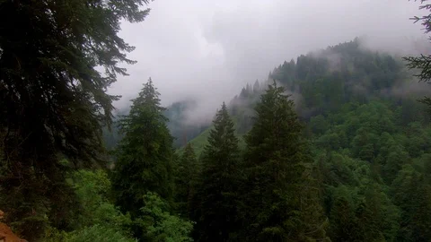 Green forest 库存影片 94915502