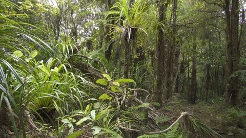 Green forest Stock Footage 104439863