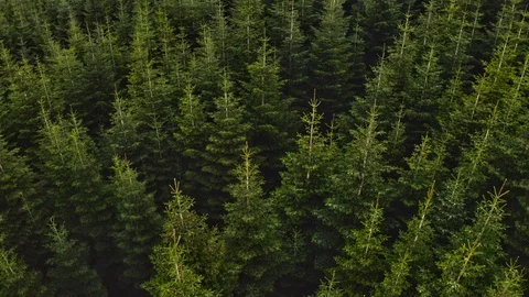 Green Forest Video stock 107335195